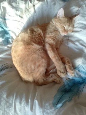 Эмоции: Как Научиться Управлять Ими И Жить В Гармонии