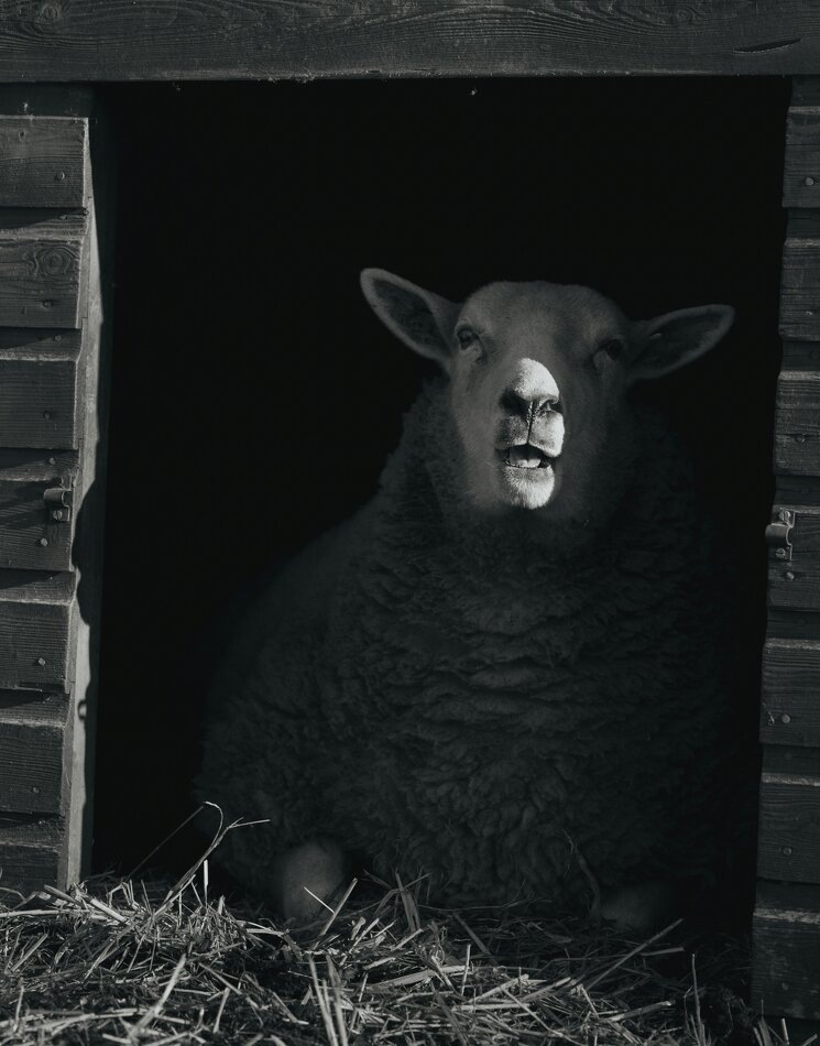 Почему страшные подкасты являются идеальной колыбельной для многих