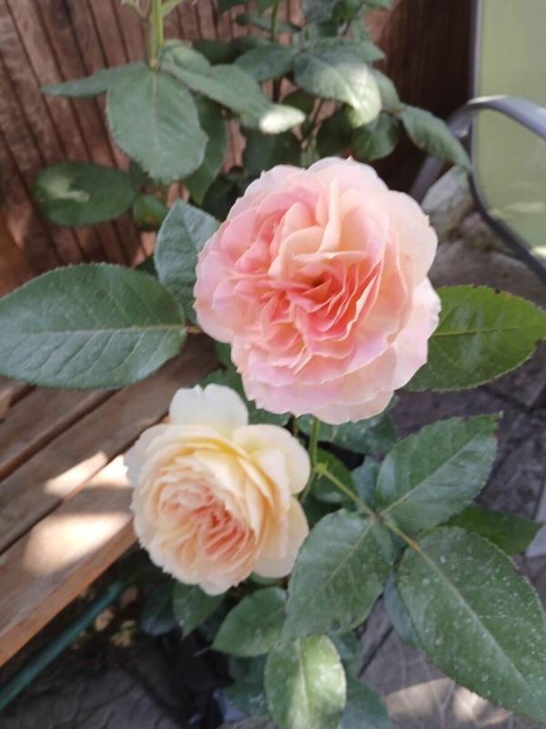 ��� ����� ����������� �� ����� ���������