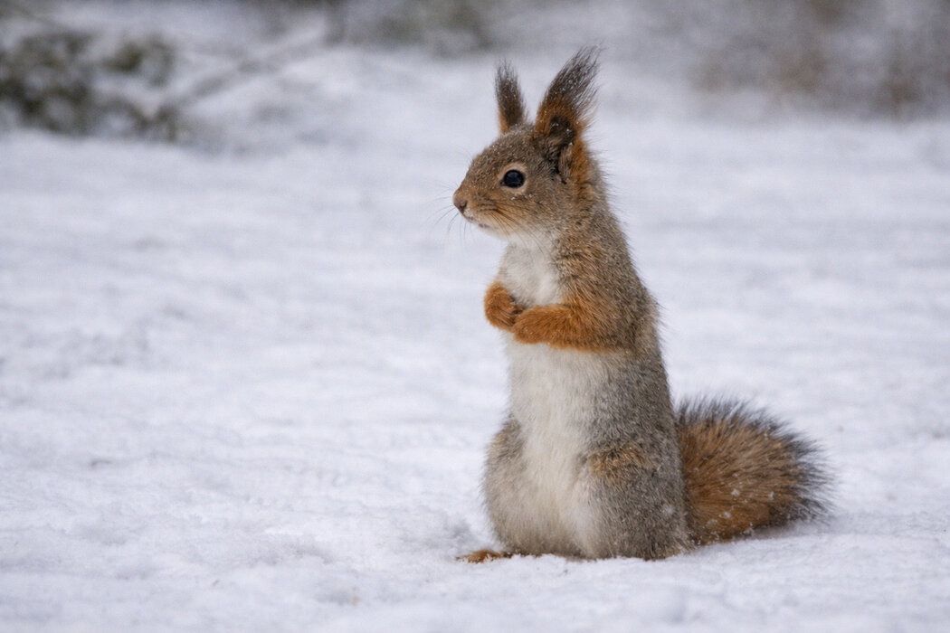 ���������� � ����� ������� ����: ��� ���������� � �������� � ����� �����