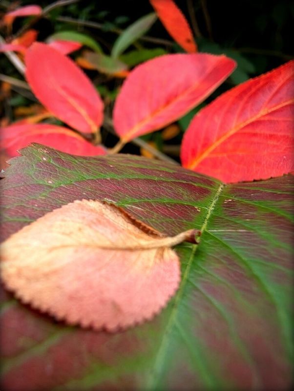 ��������� ��� �����������? ��� �������� ������������� �������