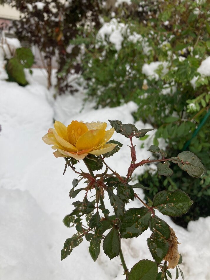 Сибирская осень: колебания температуры и внутреннего баланса