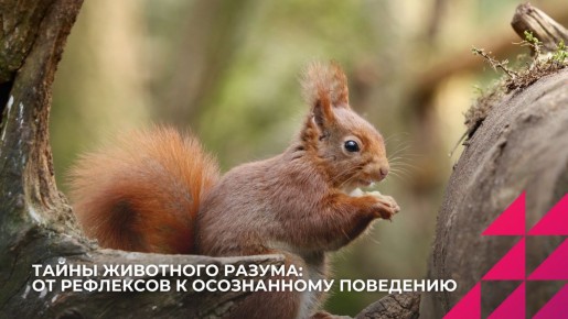 ����� ������ ��������: �� ���������� � ������������� ���������