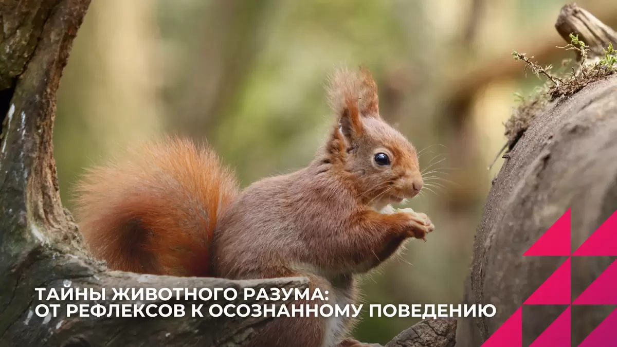 Тайны разума животных: от инстинктов к сознательному поведению