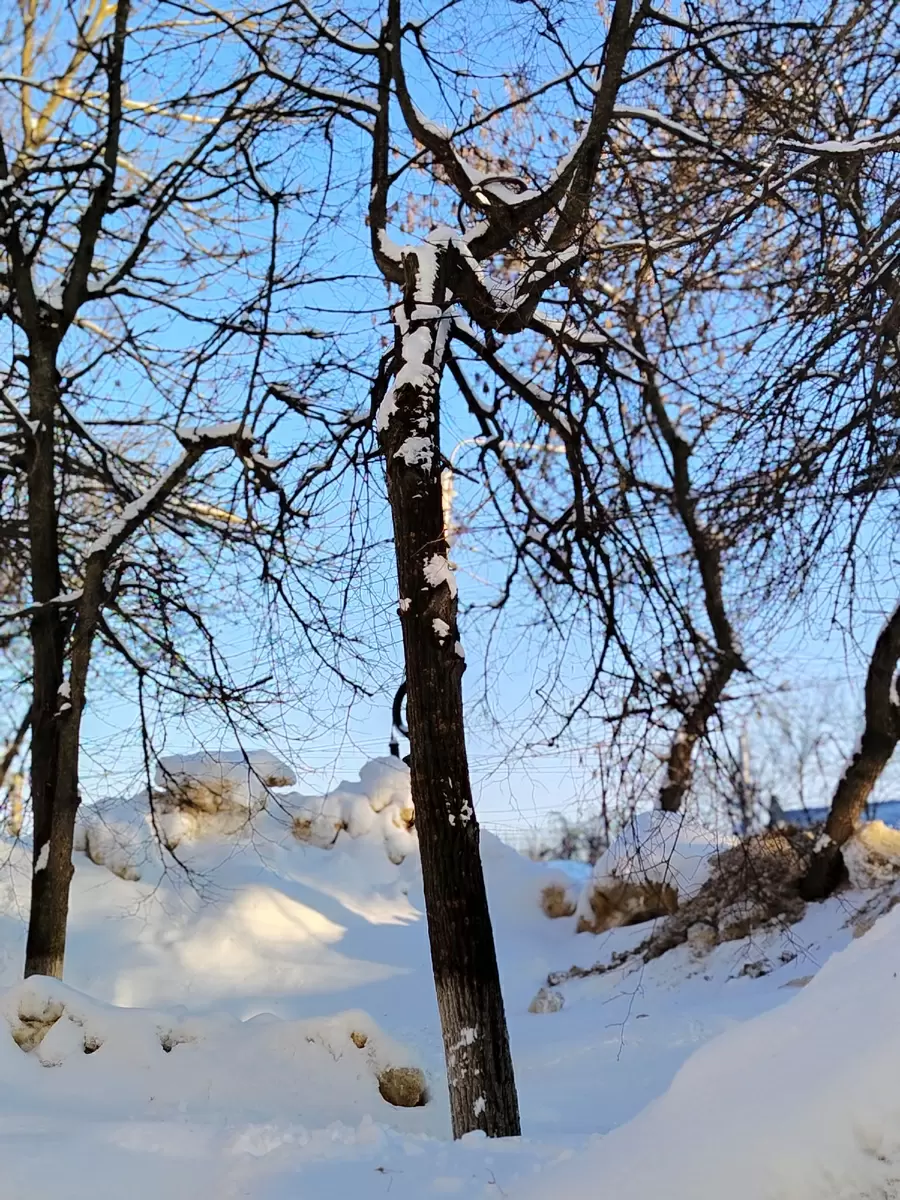 Весна в ожидании: как природа готовится к пробуждению